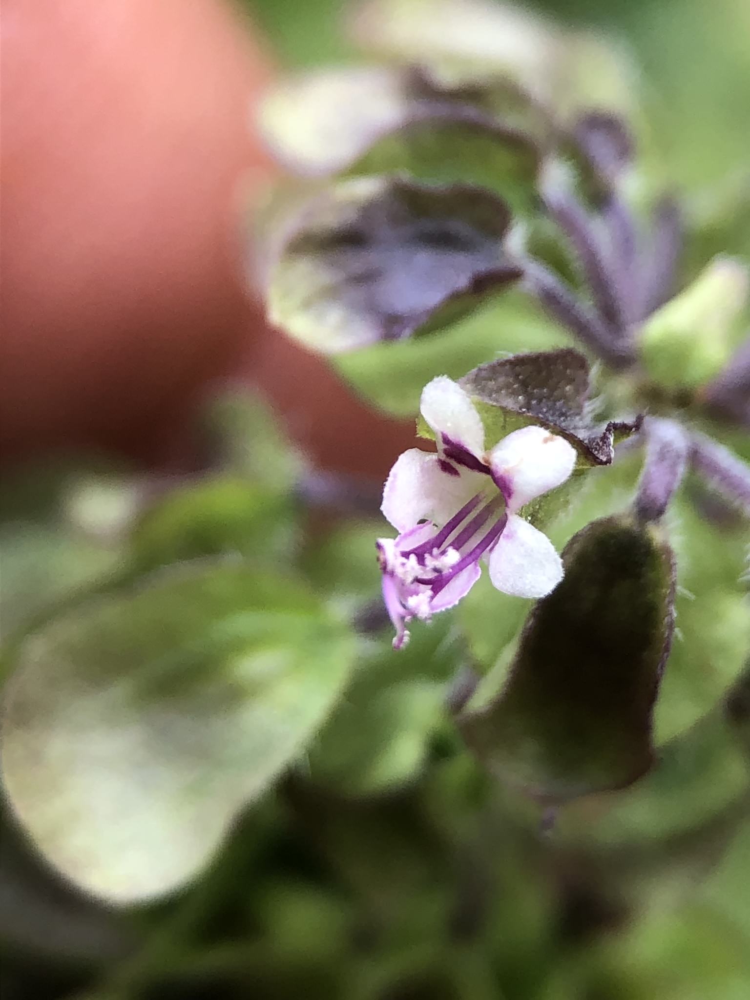 Ocimum campechianum